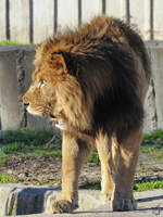 Dieser imposante Löwe war Mitte Dezember 2010 im Zoo Madrid zu sehen.