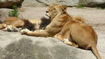 Ein Lwenweibchen der Gattung  Afrikanischer Lwe  (Panthera leo).