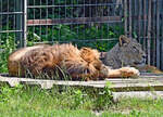 Asiatisches Löwenpaar beim  Relaxen  im Kölner Zoo - 16.06.2022