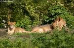 Afrikanisches Lwen-Paar (Zoo Berlin)