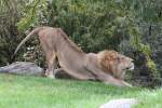 Afrikanischer Lwe beim Yoga.