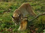 Neugierig wird der Baumstumpf von einem Luchs untersucht, gesehen am 13.11.2011 im Wildfreigehege Hellenthal in der Eifel.