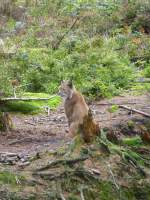 Ein Luchs sitzt im Freigehege.