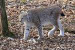 Luchs in Tambach am 28.03.2015.