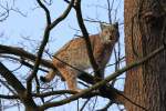 Luchs in Tambach am 28.03.2015.