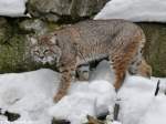 Rotluchs oder Bobcat (Lynx rufus).
