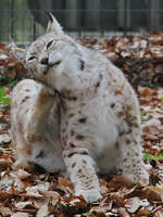 Ein Eurasischer Luchs