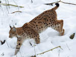 Ein Karpatenluchs wandert durch den frischen Schnee im Dortmunder Zoo.