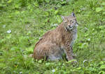 Eurasischer Luchs (Lynx) in der Wildtierabteilung vom Stockholmer Skansen.