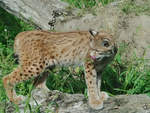 Ein Luchs im Zoom Gelsenkirchen (September 2009)