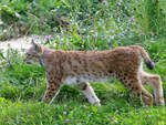 Ein Luchs im Zoom Gelsenkirchen (September 2009)