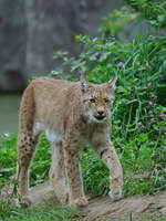 Ein Europischer Luchs im Zoom Gelsenkirchen (September 2009)