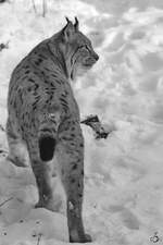Ein Karpatenluchs auf Patrouille.