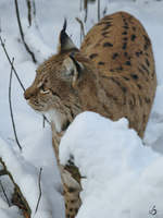 Ein Karpatenluchs im Schnee.