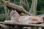 Ein Europischer Luchs Ende Februar 2011 im Zoom Gelsenkirchen.