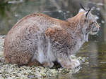 Ein Europischer Luchs Ende Februar 2011 im Zoom Gelsenkirchen.