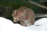 Eine aus Nordamerika stammende Kleinkatze ist der Rotluchs (Lynx rufus).