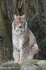 Sitzender Nordluchs (Lynx lynx) am 9.2.2010 im Zoo Karlsruhe.