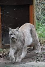 Nordluchs (Lynx lynx) am 9.2.2010 beim Rundgang im Zoo Karlsruhe.