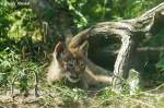 Am 13.05.2010 wurden im Tierpark Berlin vier Altai-Luchse geboren.