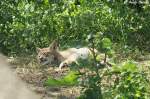 Am 13.05.2010 wurden im Tierpark Berlin vier Altai-Luchse geboren.