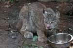 Dem Kanadischen Luchs (Lynx canadensis) scheint es geschmeckt zu haben.