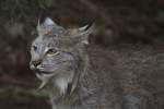 Kanadischer Luchs (Lynx canadensis).