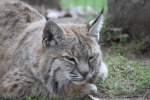 Rotluchs (Lynx rufus) am 26.9.2010 im Jungle Cat World Wildlife Park in Orono,Ont.