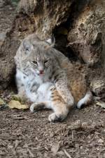 Rotluchs (Lynx rufus) am 26.9.2010 im Jungle Cat World Wildlife Park in Orono,Ont.