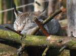 Der Luchs (Lynx) im Luchsgehege in Ostrau (Schsische Schweiz) bei seinem - vorgetuschten? - Mittagsschlaf; 04.03.2011  