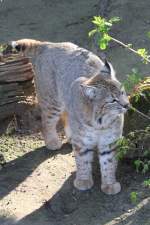 Rotluchs (Lynx rufus) im Tierpark Berlin.