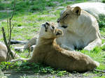 Ein kleiner Lwe mit seiner Mama