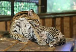 Ozelot (Leopardus pardalis) bei der Fellpflege im Zoo Aschersleben.