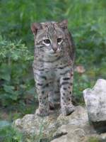 Kleinfleckkatze oder Geoffroy-Katze (Leopardus geoffroyi) am 1.5.2010 im Tierpark Bad Ksen.