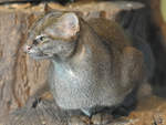 Eine Wieselkatze, auch Jaguarundi im Zoo Dortmund.