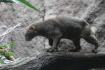 Jaguarundi (Puma yagouaroundi) auf dem Baumstamm.