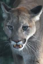 Puma (Puma concolor) am 13.9.2010 im Toronto Zoo.