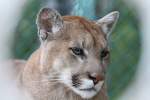 Puma (Puma concolor) am 26.9.2010 im Jungle Cat World Wildlife Park in Orono,Ont.