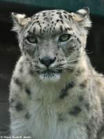 Schneeleopard oder Irbis (Uncia uncia oder Panthera uncia) im Tierpark Berlin.