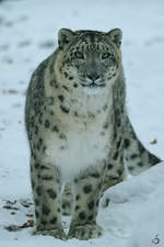 Ein neugieriger Schneeleopard im Zoo Rostock.