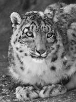 Ein etwas schchterner Schneeleopard im Zoo Rostock.