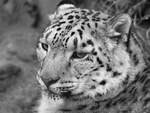 Ein Schneeleopard im Zoo Wuppertal.