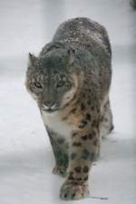 Schneeleopard oder auch Irbis (Panthera uncia) am 9.1.2010 im Tierpark Berlin.