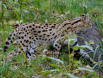 Ein Serval im Zoo Dortmund.