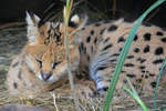 Ein Serval Ende Oktober 2013 im Zoom Gelsenkirchen.