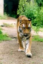 Tiger im Allwetterzoo (MNSTER/Deutschland, 29.06.1999) -- eingescanntes Foto