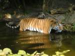 Tiger im Zoo Duisburg beim Baden 