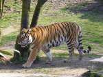 Tiger im Zoo Köln 