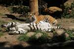 Bitte einmal kraulen! Sibirischer Tiger (Panthera tigris altaica) am 27.6.2010 im Leipziger Zoo.