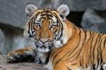 Indochinesischer Tiger - Tierpark Berlin